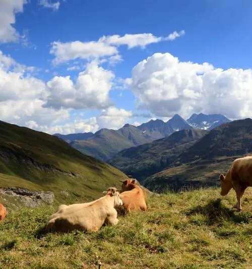 Bergweide met grazende koeien en uitzicht op de Dolomieten tijdens dag 6 van de motorreis Oostenrijk Italië Slovenië – langs de UNESCO Drei Zinnen route.