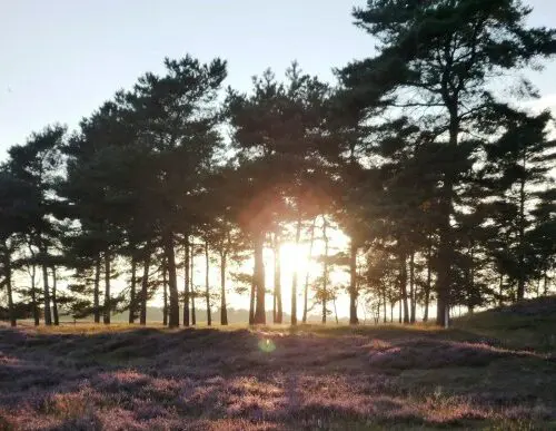 Drentse heide met bomen bij zonsondergang tijdens motorreis Drenthe Achterhoek Friese Meren