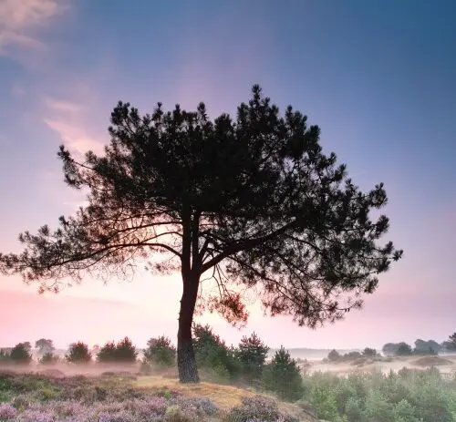 Drents landschap met een karakteristieke boom tijdens motorreis Drenthe Achterhoek Friese Meren