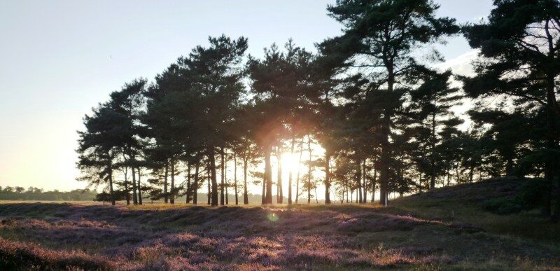 Drentse heide met bomen bij zonsondergang tijdens motorreis Drenthe Achterhoek Friese Meren